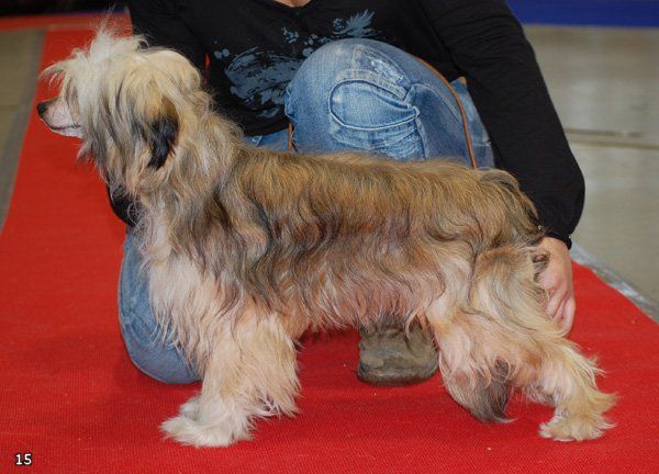 Rus Foreva Dandelion