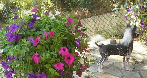 Chop-Suey du Domaine du Président