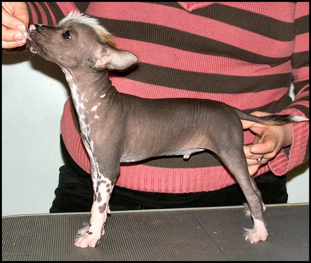 Amelion's Jaques Cartier