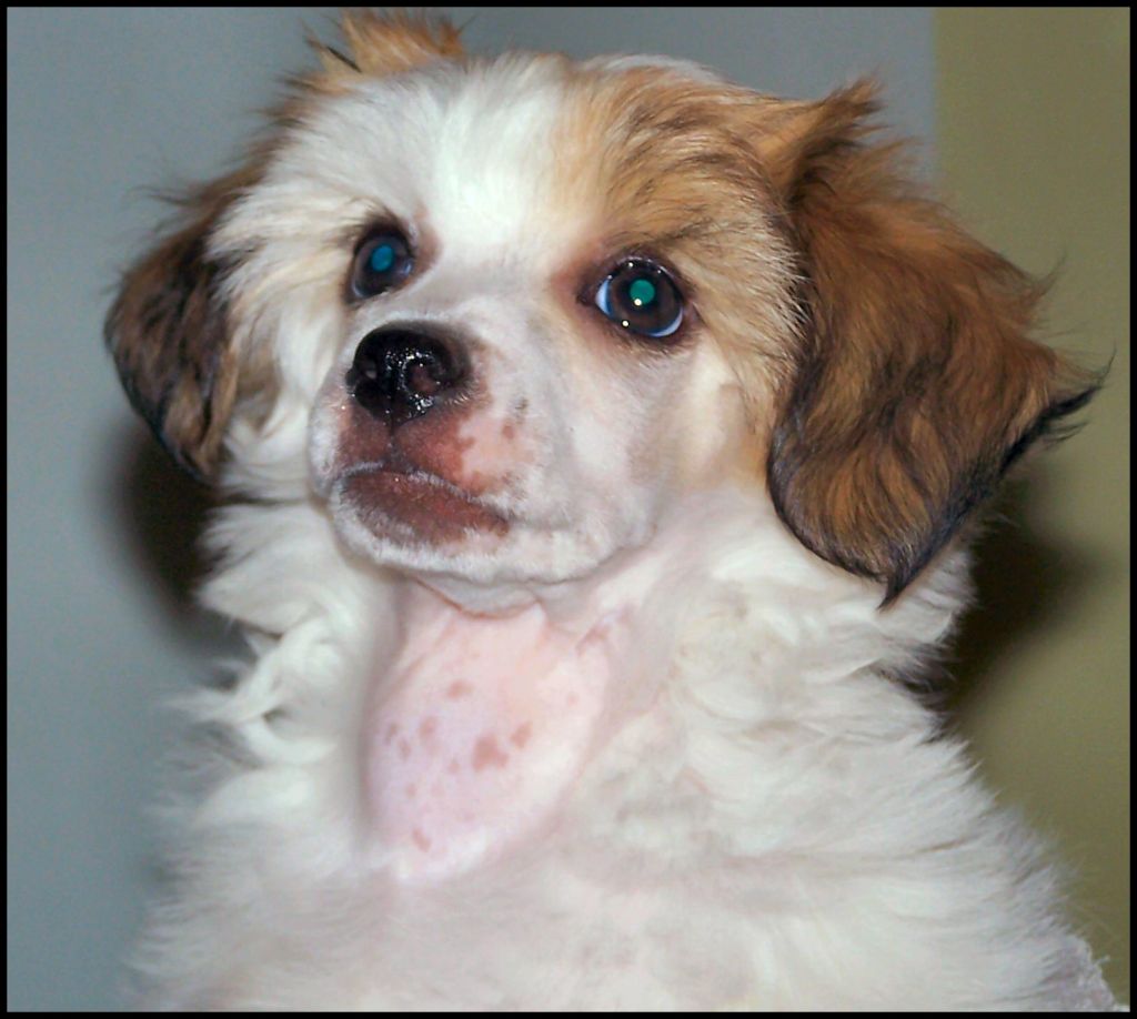 Amelion's Je M'apell Petunia