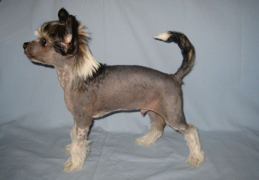 Kaunisvirran Quicksilver