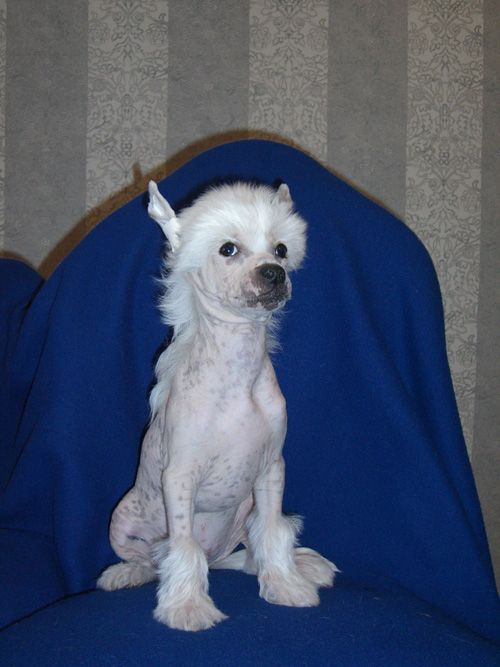 Volshebnaja Loshadka Novel