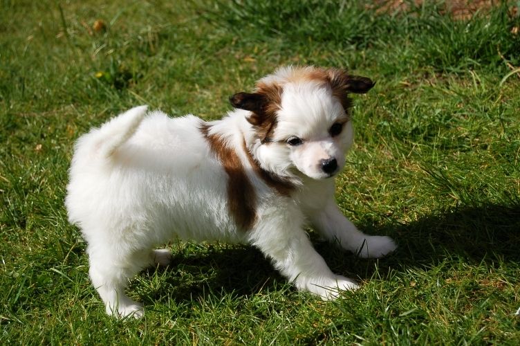 Be My Dog's Duke To Kingdome