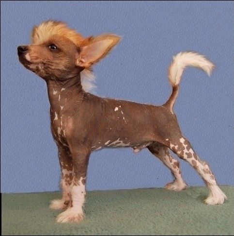 Be My Dog's Delightful Lad