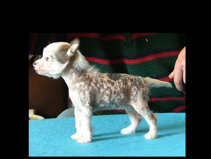 Be My Dog's Doggy Doll