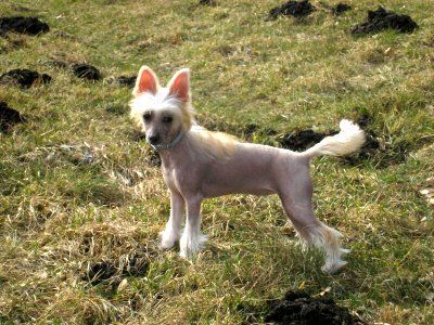 Daisy Lyse Wislaczki