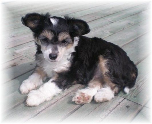 Shandor's Divine Dennis