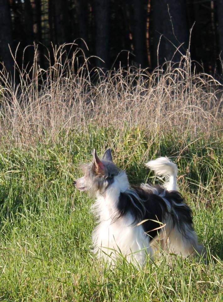 Zholesk Ladushka dlya Volnogo Psa 