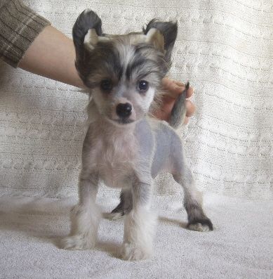 Bozo Gang's Impromptu