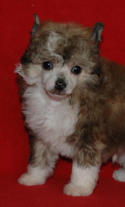 Gummy Bear Little Champs