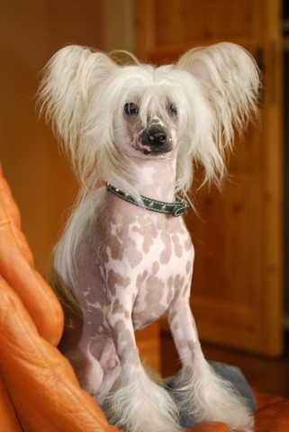 Golden Boy Little Champs