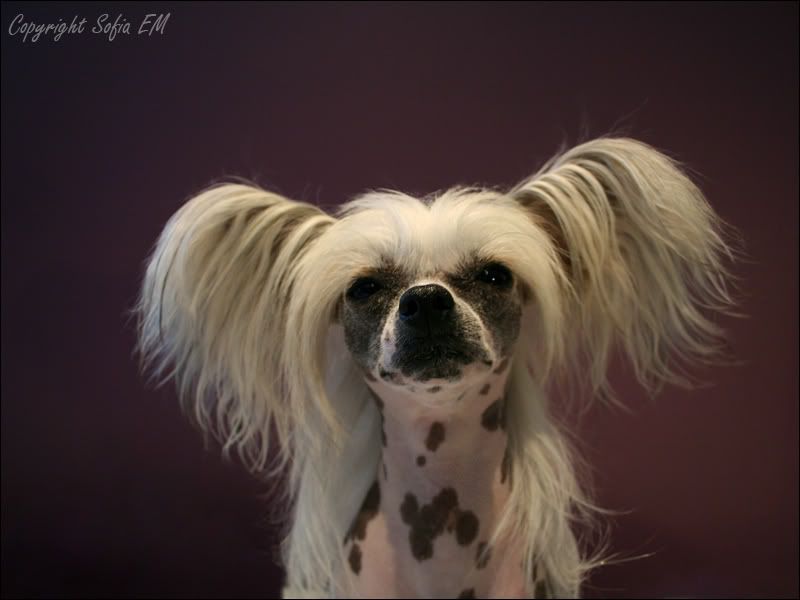 Mewtwo's Klara Korint