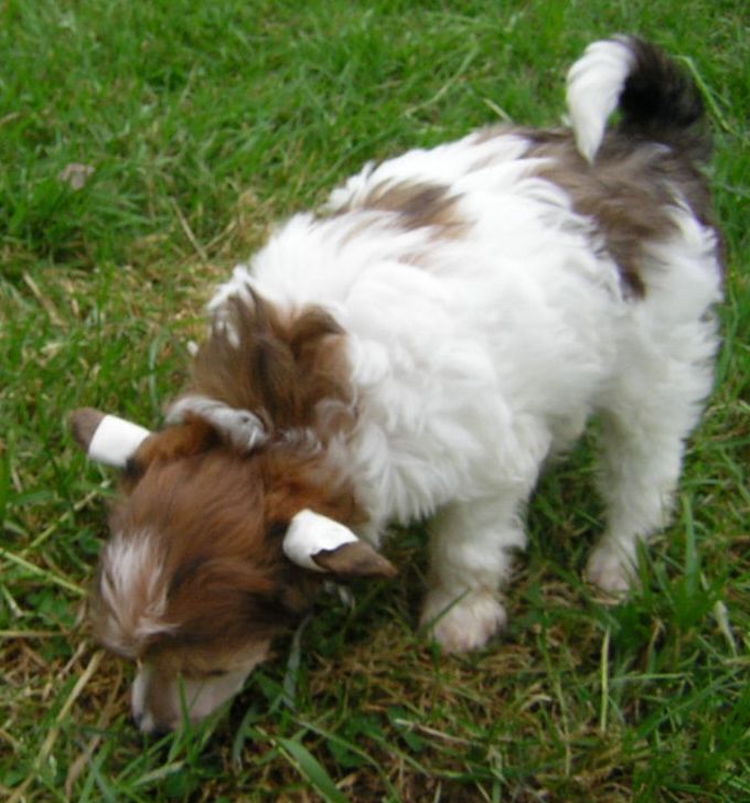 Cacao Du Logis De Beaumanoir