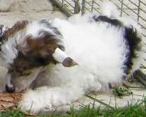 Cyrano Du Logis De Beaumanoir