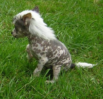 Caprice de Star du Logis de Beaumanoir