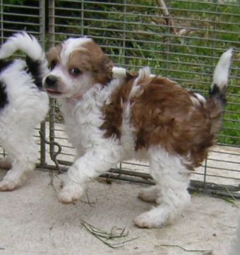 Cindy Du Logis De Beaumanoir