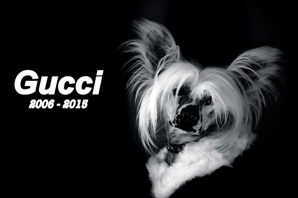 Gucci of Roxy's Pride