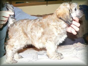 Big Jumper Vivid Dell