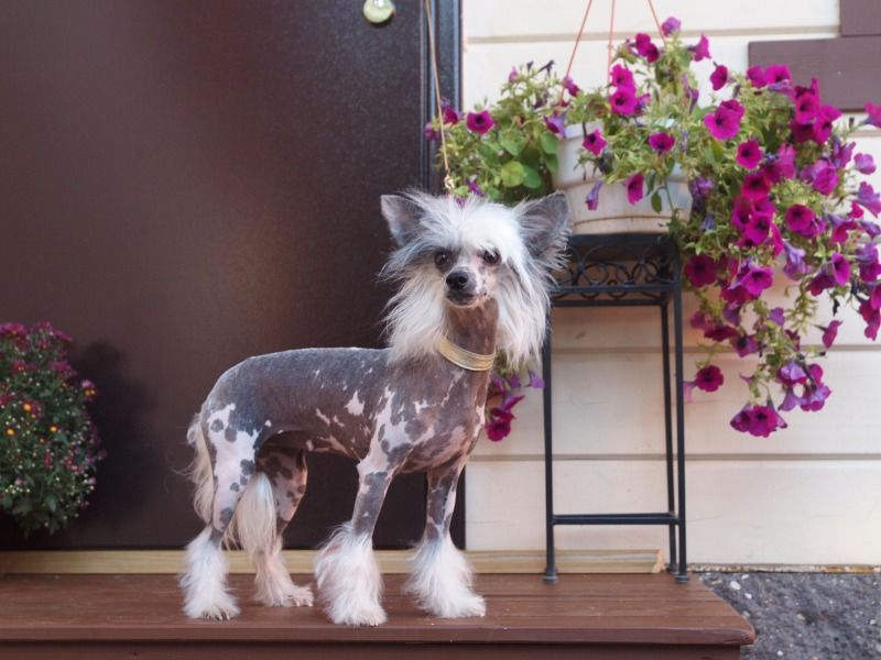 Some Kind Of Spectacular N'co