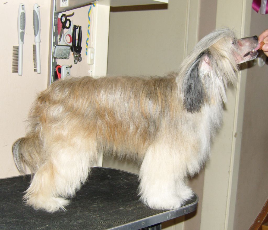 Belshaw's Laura Ashely No. One