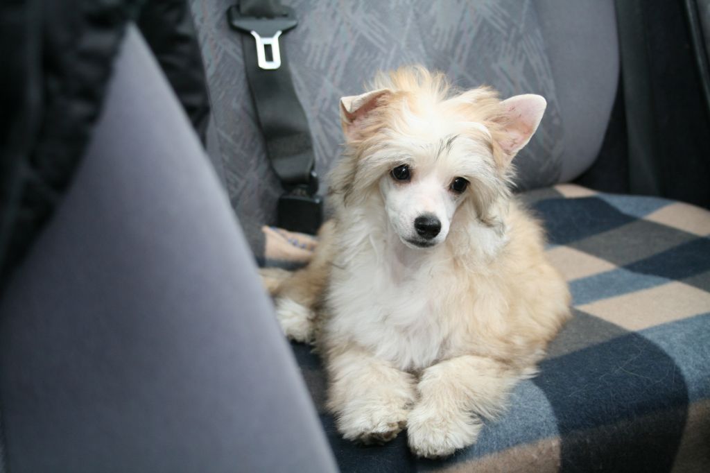 Bozo Gang's Indian Summer