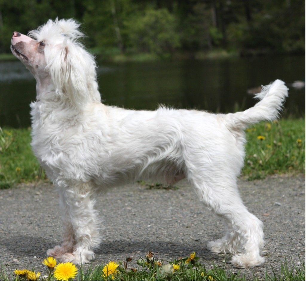 Showcrest's Always James Dean