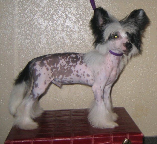 Giorgio Island Shangri-La