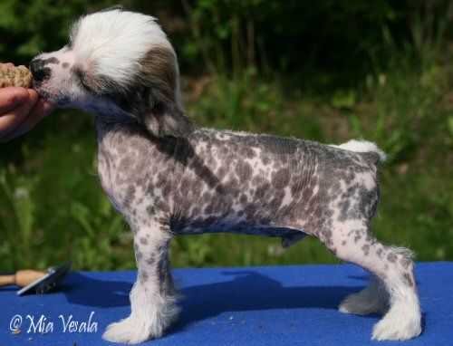 Sun Dan Party Animal