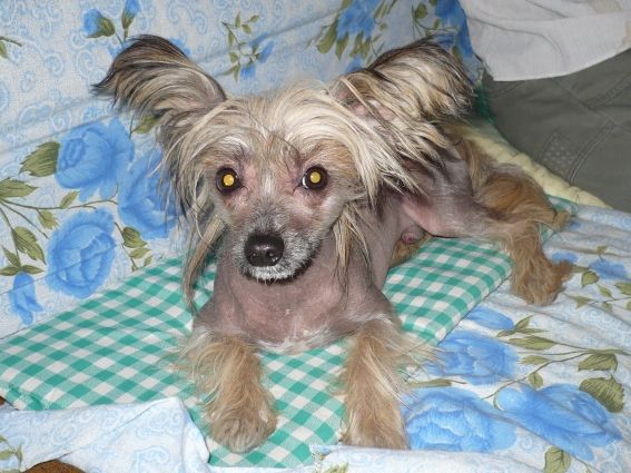 Argo Agile z Jaromerskeho panstvi