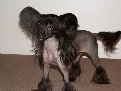 Aira Amity z Jaromerskeho panstvi