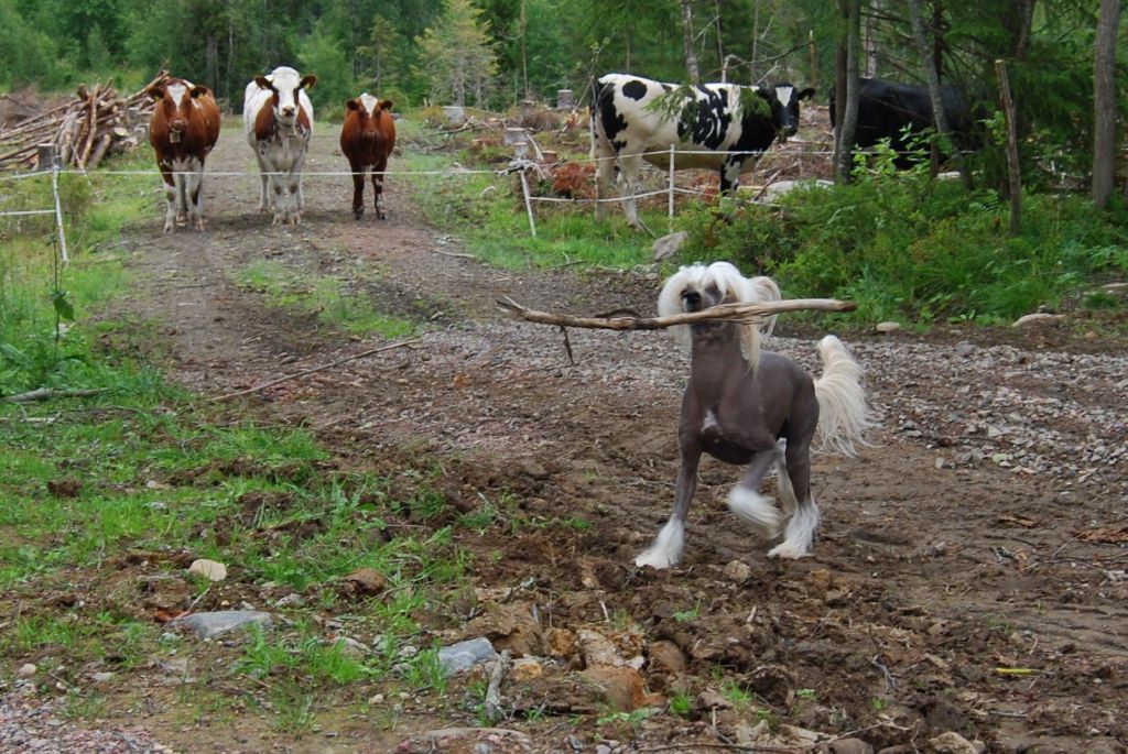 QuiinCharme's BlackieDiamond