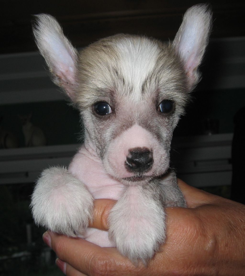 Melvin Manato Avrina