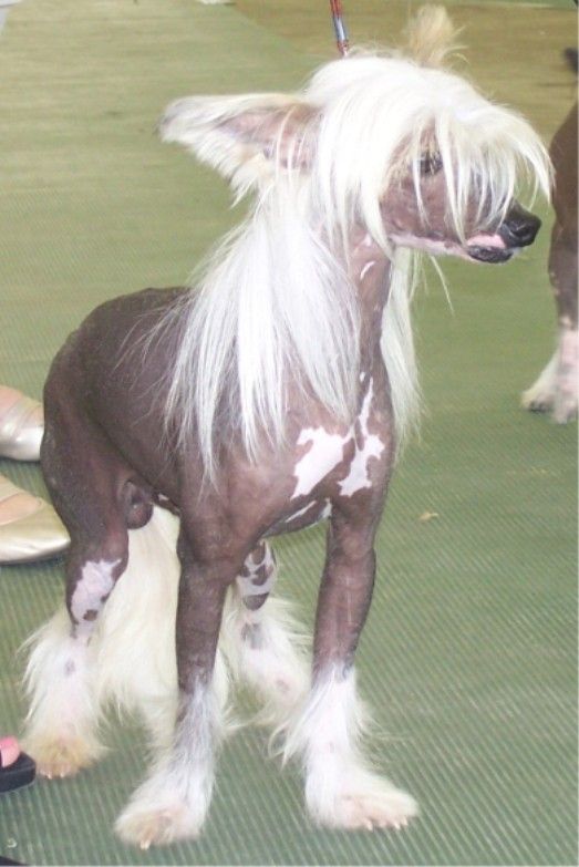 Dreams Sgt Wesann Of Pleasured Experience