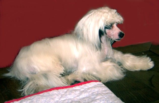 Chips von den Windpferden