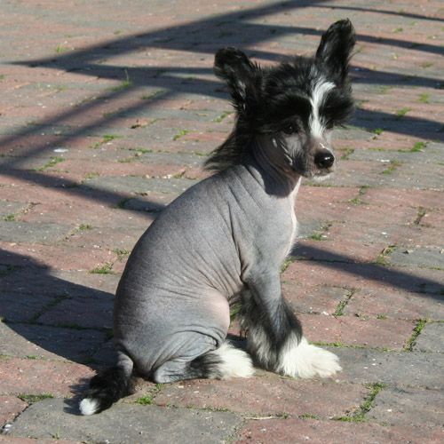 K9Madness Bare Litt Naken