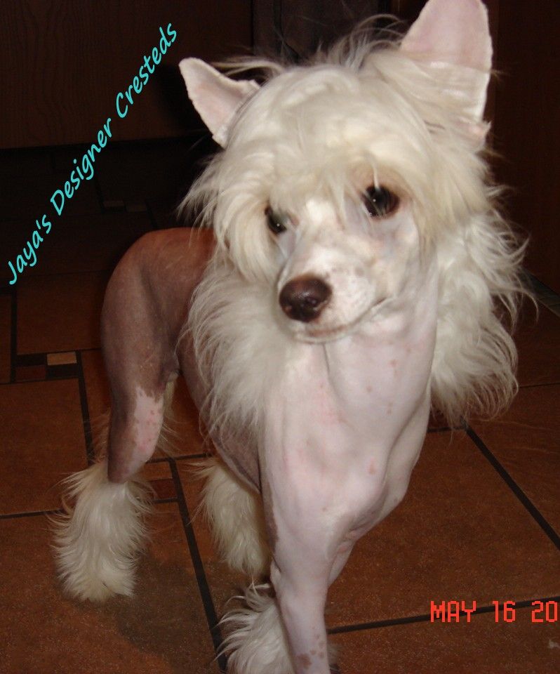 Crazy Ladies Jaya's Fabrizio