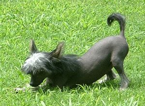 Kai's Ceesy Ebony Wahkan Satinka