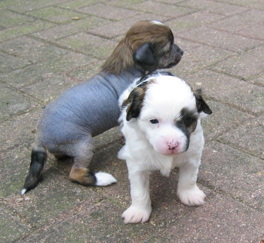 Dave - Defender by Change of Heart