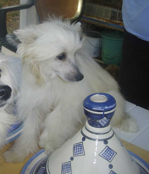 Charlie Brown de la Vallee Aux Mille Fleurs