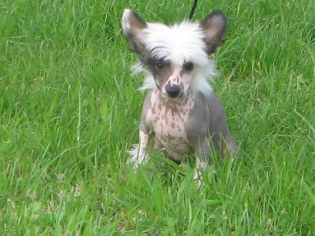 Gipsy My Diamond Forever