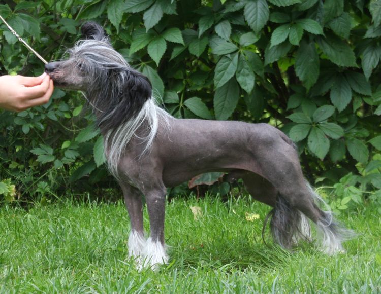 Habiba Show Pony Flagstones