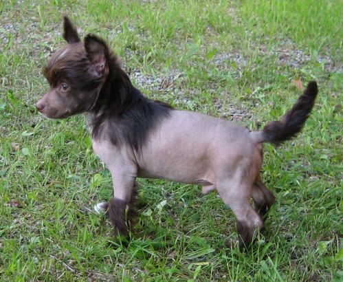 Kiriku Chocolate z Kamilova dvora