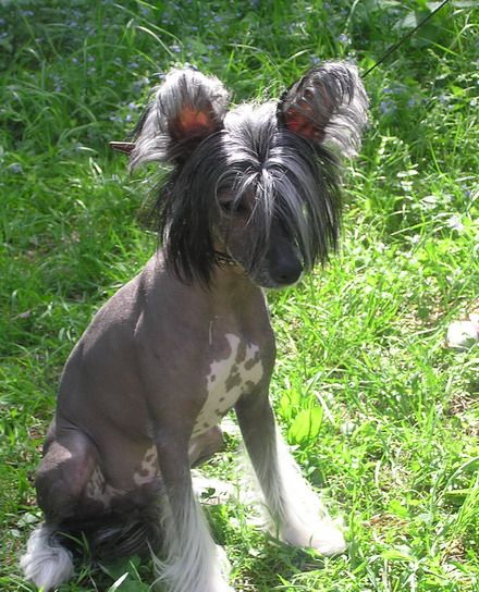 Dogland Happy Versace