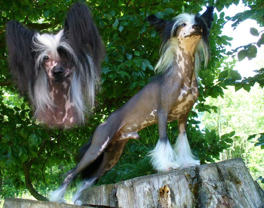 Tippytoes Extravagant