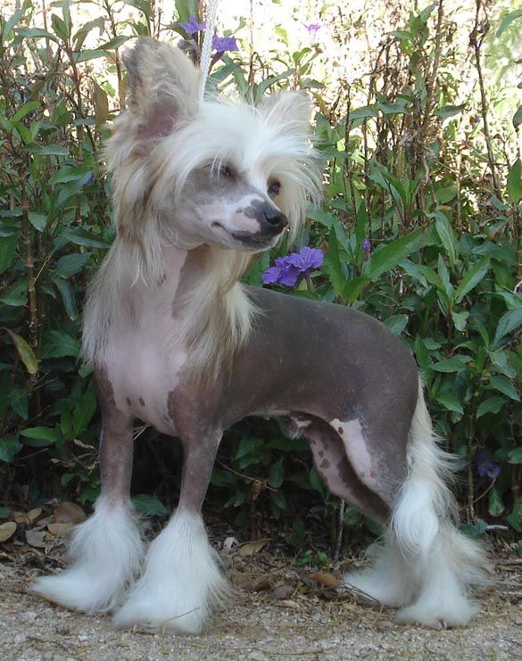 Crest-Vue's Just An Alias