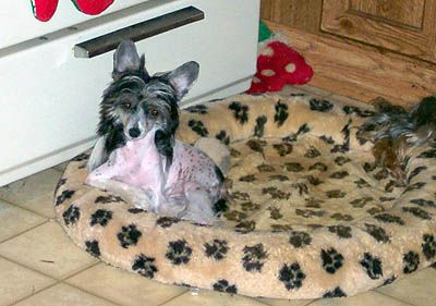 Jo-Bar's Paint'N A Win At Pnderosa