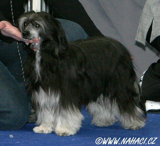 Annie Oakley Charen z Hajku