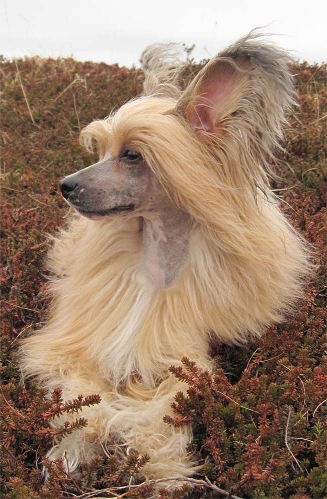 Tournais Green Chili Pepper