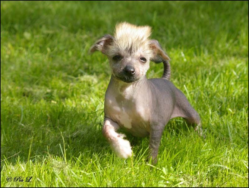 Dream Of Silk Diamond Dog