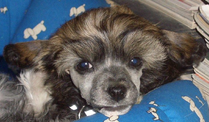 Dream Of Silk Dragon Dust